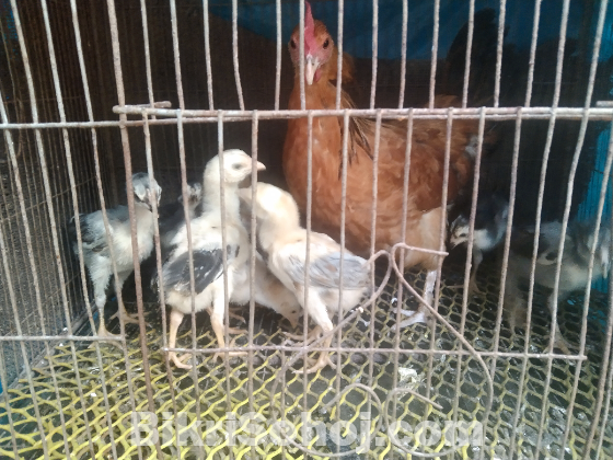 আছিল/ফাইটার মুরগি